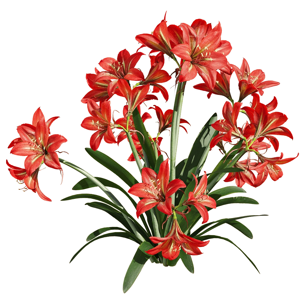 decoration – Hippeastrum rutilum 5 3D Model decoration – Hippeastrum rutilum 5 3D Model