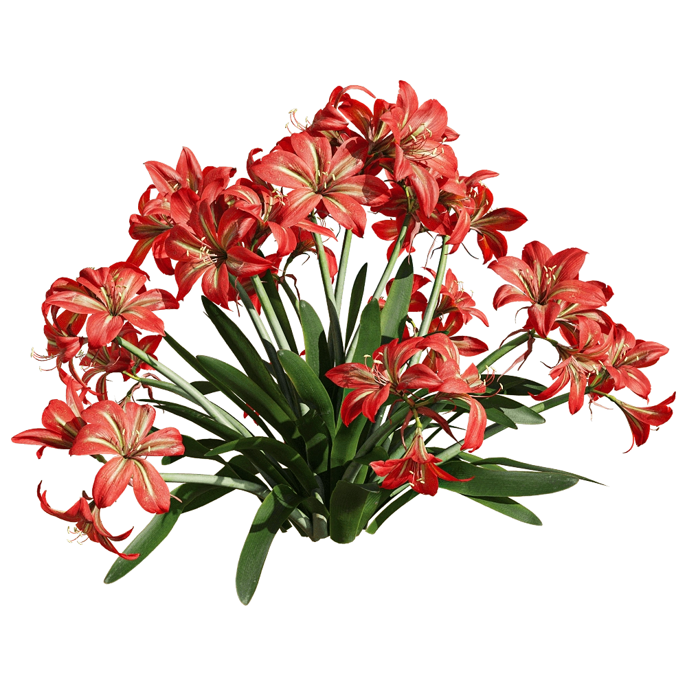 decoration – Hippeastrum rutilum 6 3D Model decoration – Hippeastrum rutilum 6 3D Model