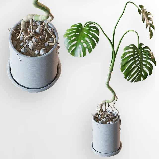 decoration – Home plant 3D Model