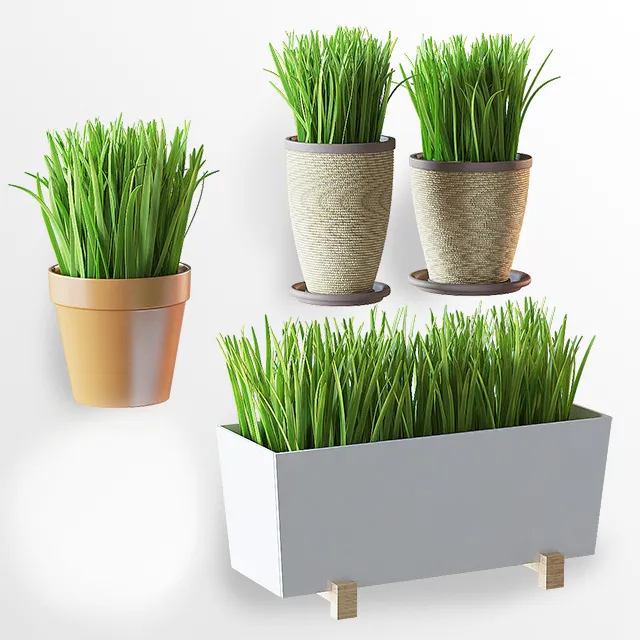 decoration – Home plants 013 3D Model