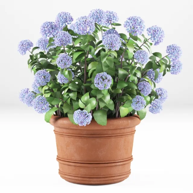 decoration – Hortense 3D Model