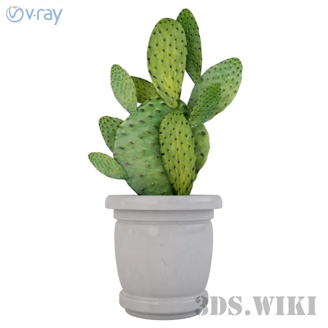 decoration – Houseplants cactus prickly pear 3D Model