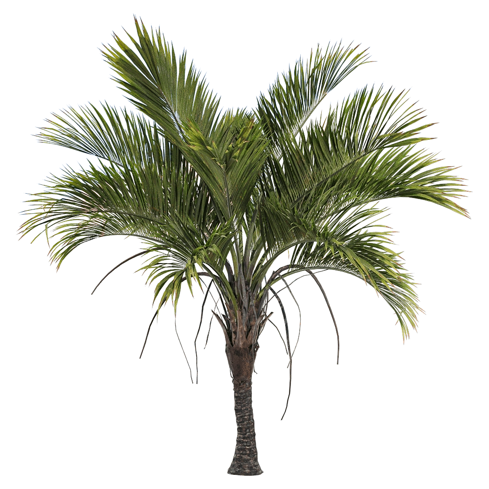 decoration – Howea belmoreana 3 3D Model