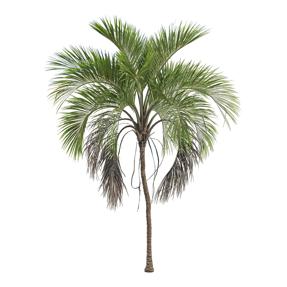 decoration – Howea belmoreana 4 3D Model