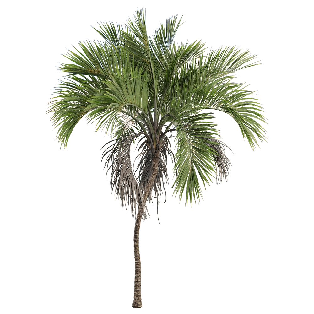 decoration – Howea belmoreana 5 3D Model