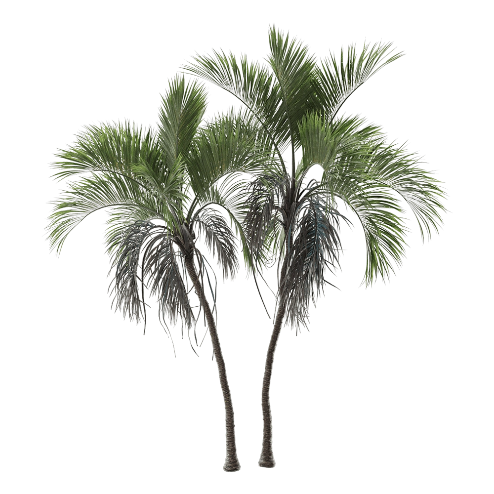decoration – Howea Belmoreana 6 3D Model