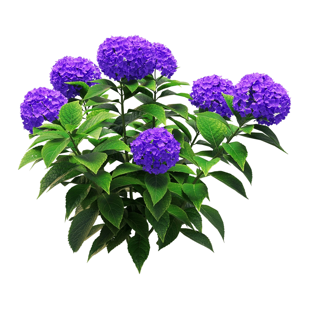 decoration – Hydrangea macrophylla 1 3D Model