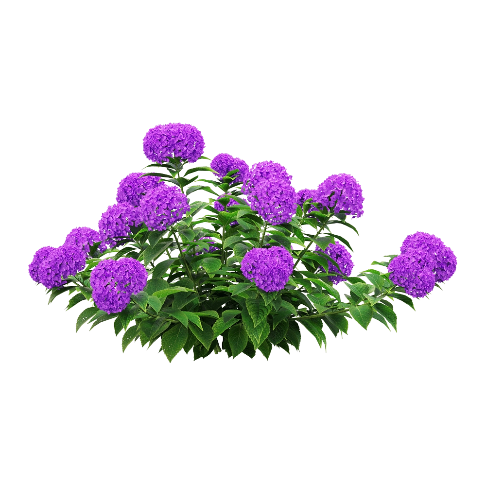 decoration – Hydrangea macrophylla 2 3D Model