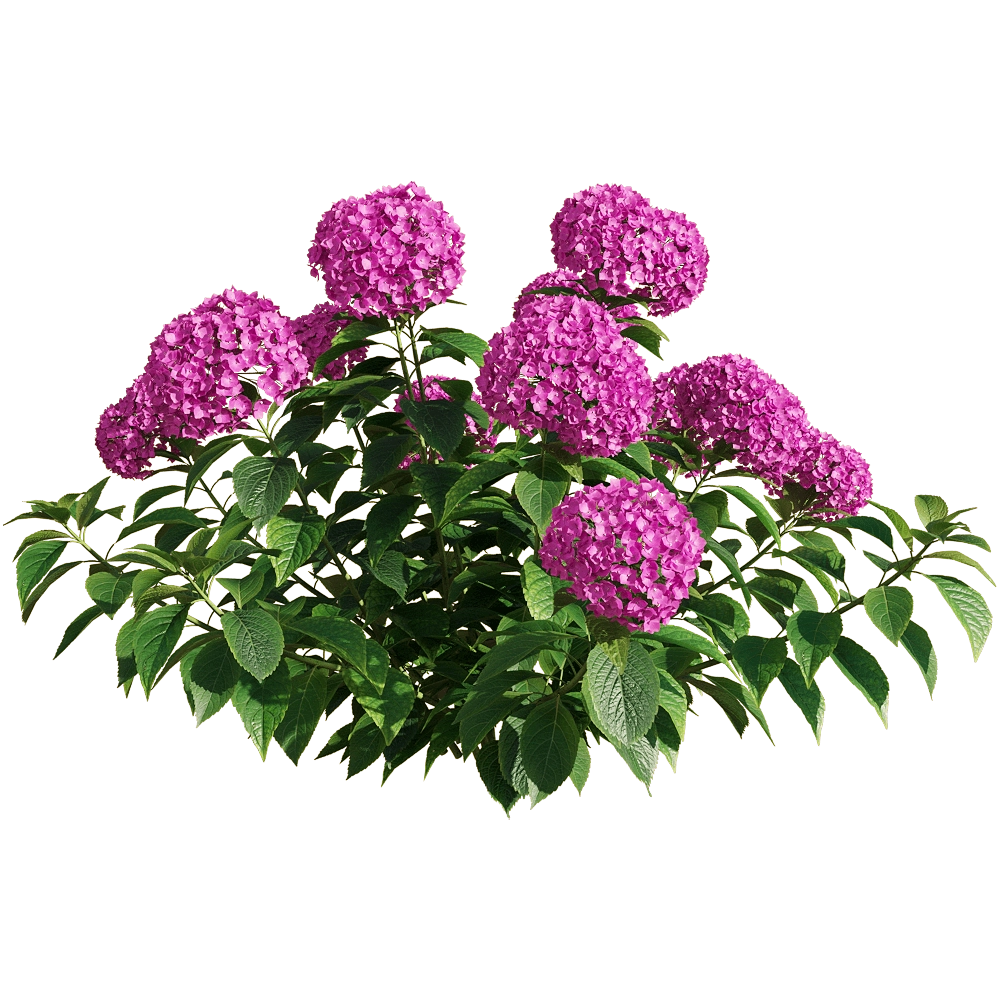 decoration – Hydrangea macrophylla 3 3D Model