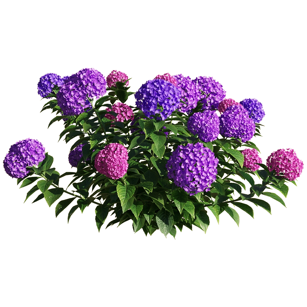 decoration – Hydrangea macrophylla 4 3D Model