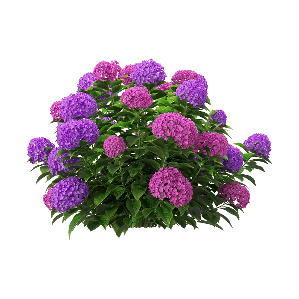 decoration – Hydrangea macrophylla 5 3D Model