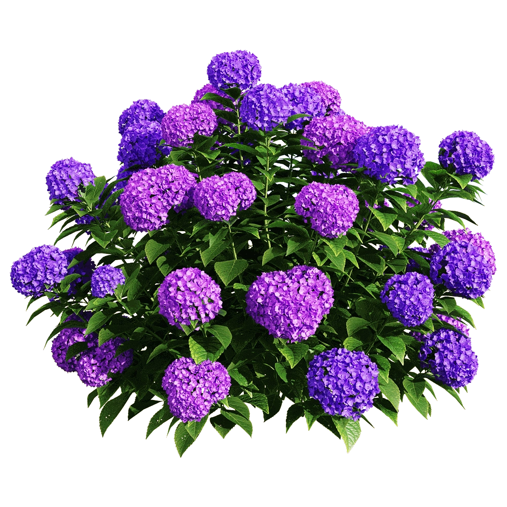 decoration – Hydrangea macrophylla 6 3D Model