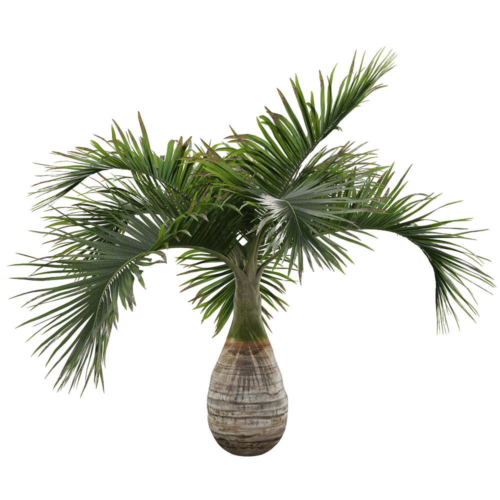decoration – Hyophorbe lagenicaulis 1 3D Model decoration – Hyophorbe lagenicaulis 1 3D Model
