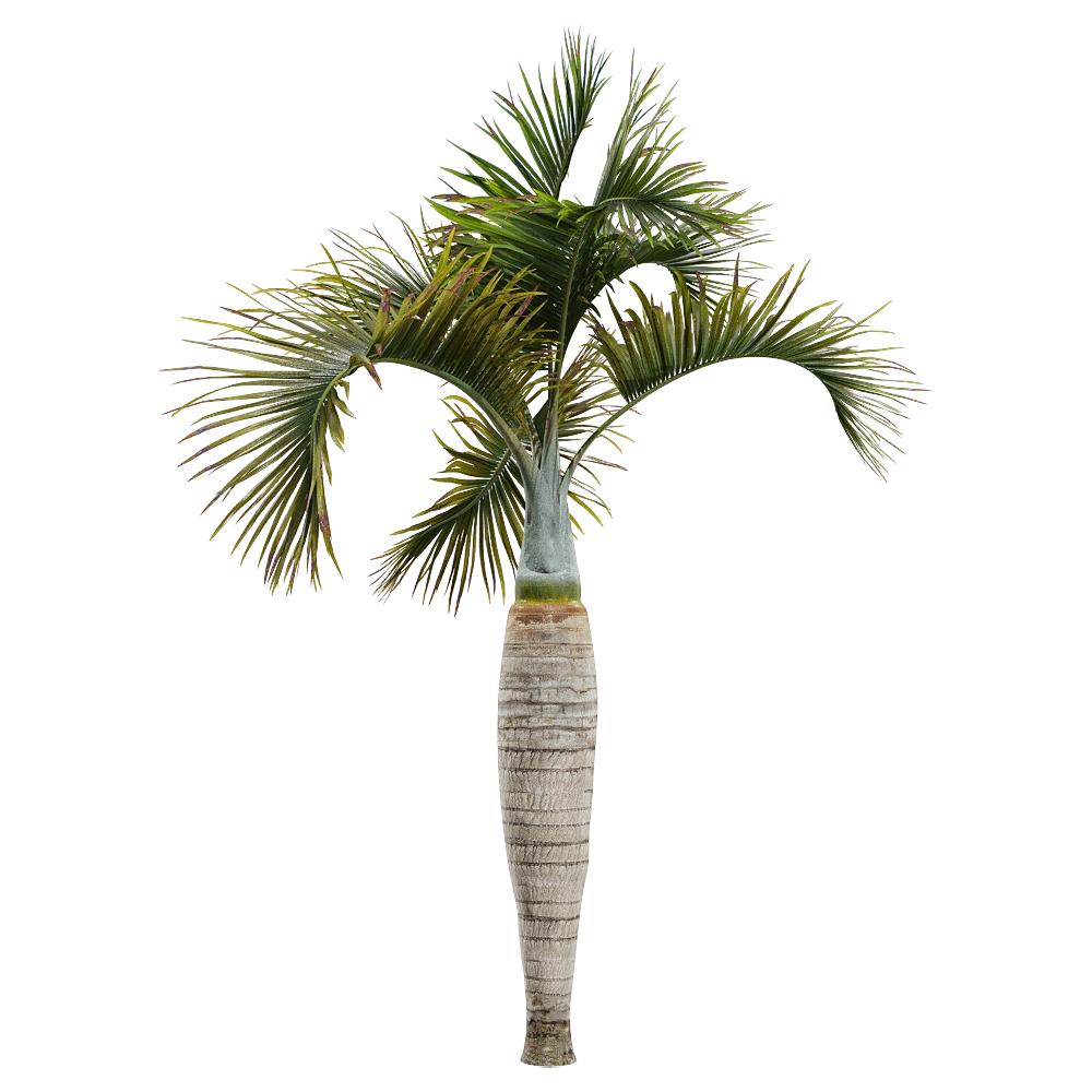 decoration – Hyophorbe lagenicaulis 2 3D Model decoration – Hyophorbe lagenicaulis 2 3D Model