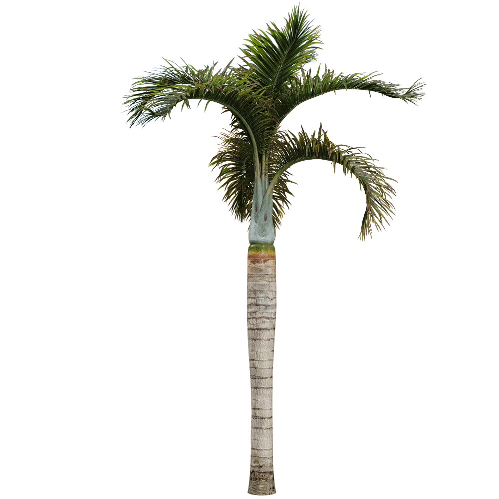 decoration – Hyophorbe lagenicaulis 3 3D Model