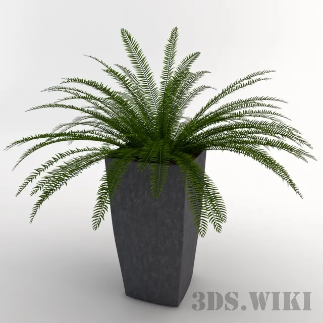 decoration – Indoor fern 3D Model