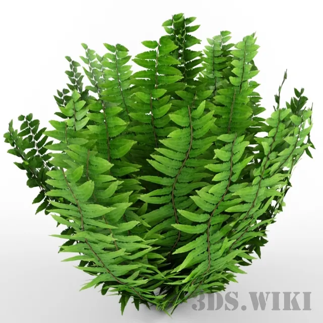 decoration – Indoor fern 3D Model