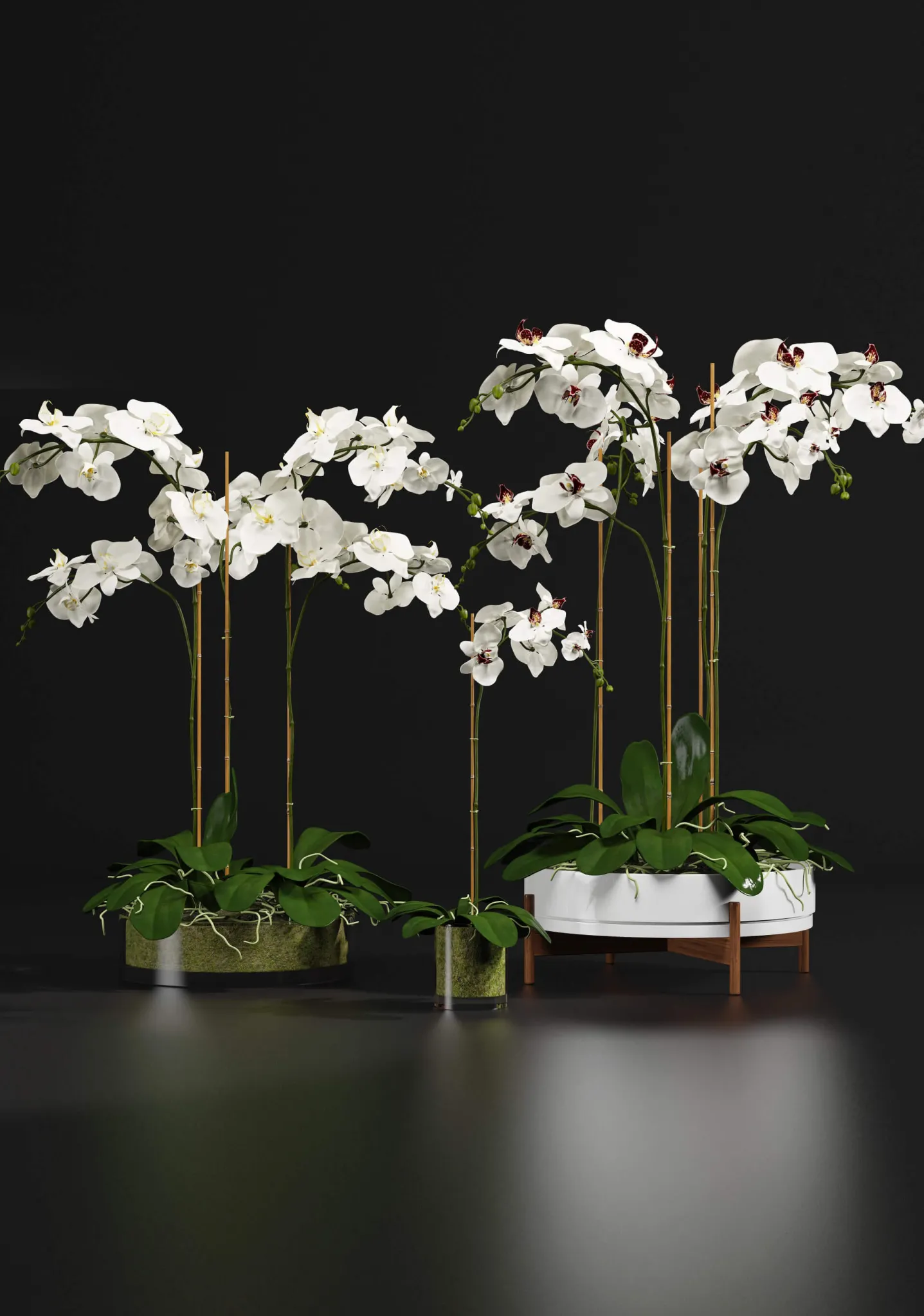 decoration – Indoor Orchids 3D Model