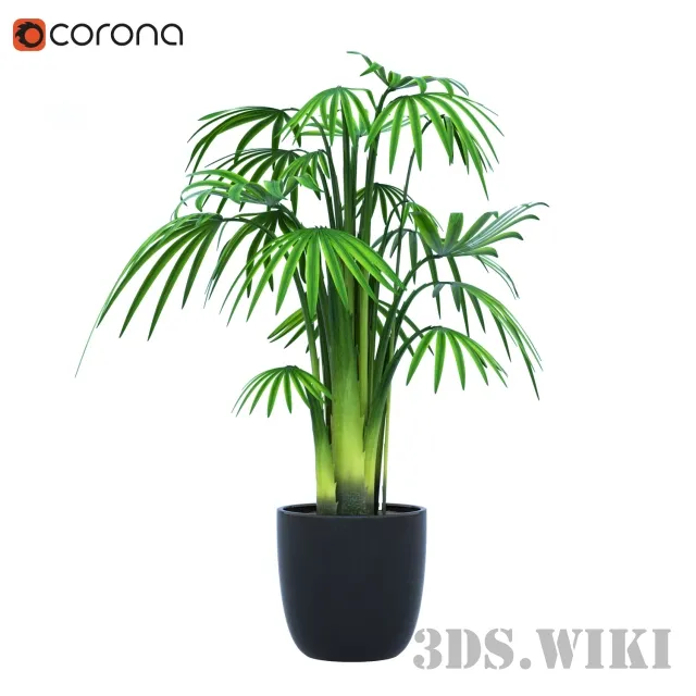 decoration – Indoor plants palm 3D Model
