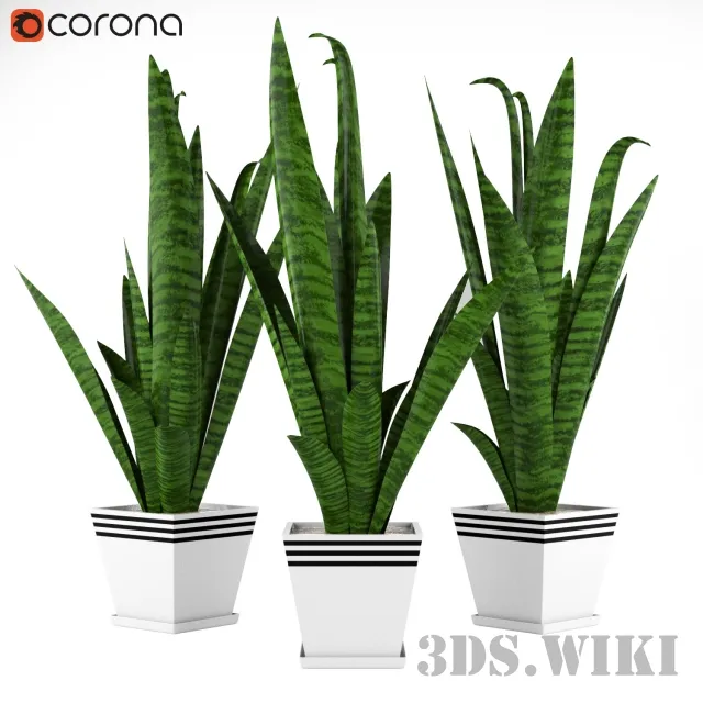 decoration – Indoor plants Sansevieria 3D Model