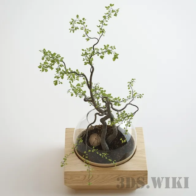 decoration – Indoor small plant tree 3D Model