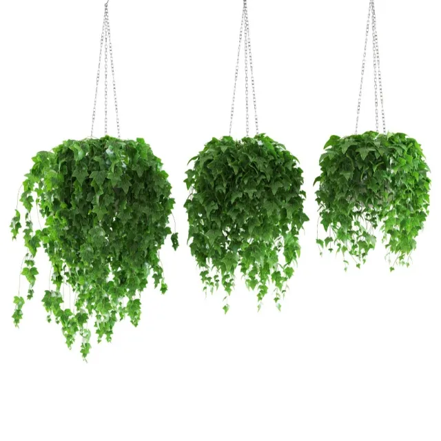 decoration – Ivy 3D Model