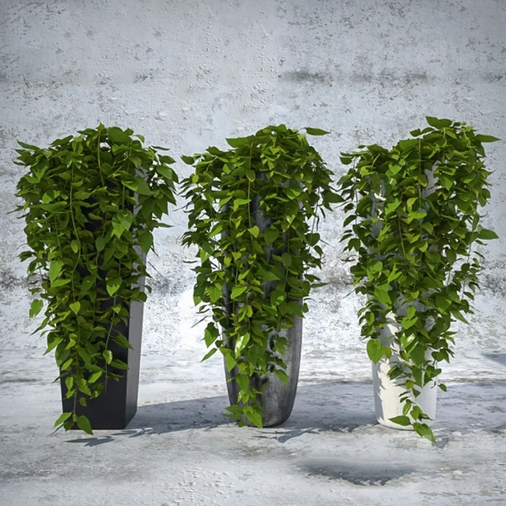 decoration – Ivy – Hedera 3D Model