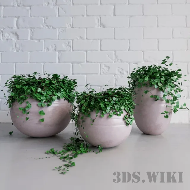 decoration – Ivy – Houseplants in pots 3D Model