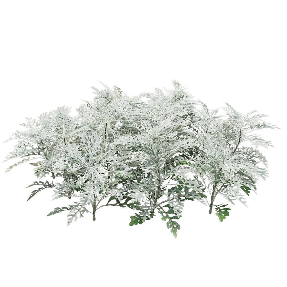 decoration – Jacobaea Maritima 05 3D Model