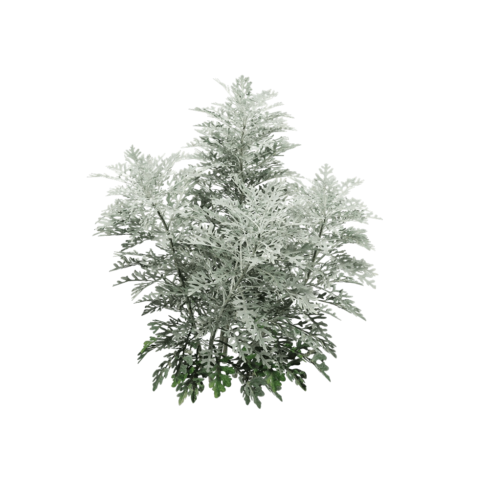 decoration – Jacobaea maritima 1 3D Model