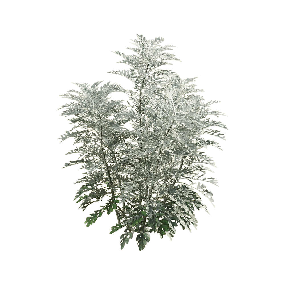 decoration – Jacobaea maritima 2 3D Model