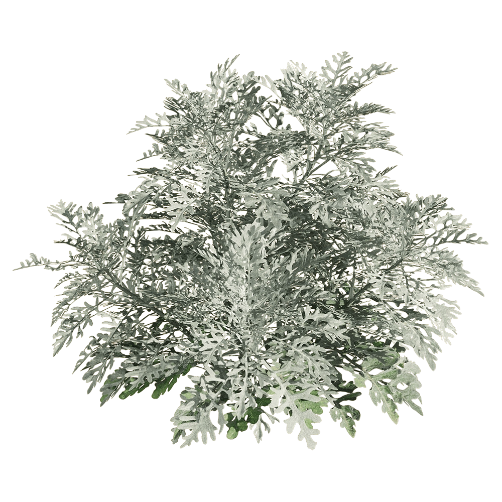 decoration – Jacobaea maritima 3 3D Model
