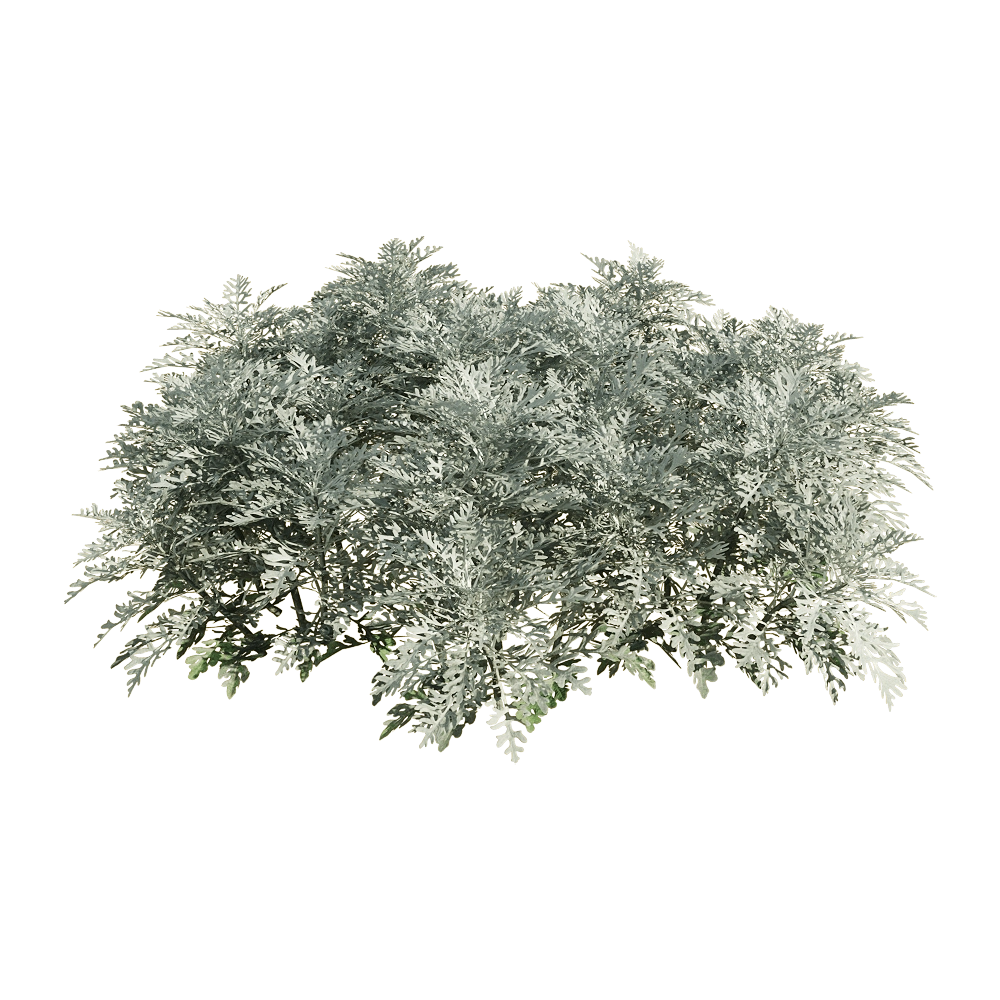 decoration – Jacobaea maritima 4 3D Model