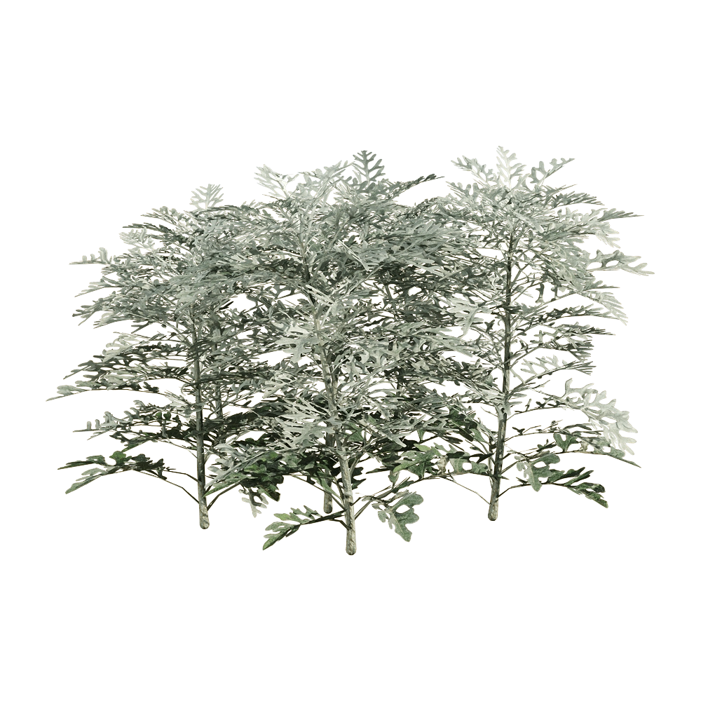 decoration – Jacobaea maritima 6 3D Model