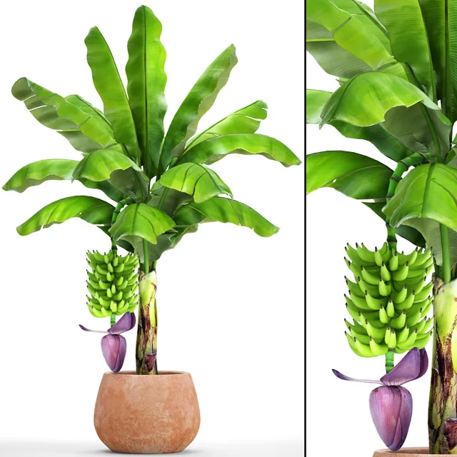 decoration – Japanese banana plant 1 3D Model
