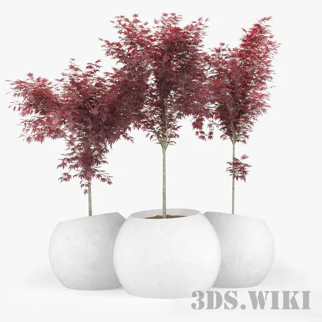 decoration – Japanese Maple Concrete planter 3D Model decoration – Japanese Maple Concrete planter 3D Model