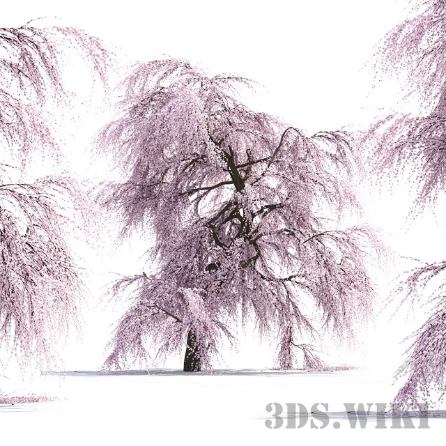 decoration – Japanese tree Sakura 3D Model