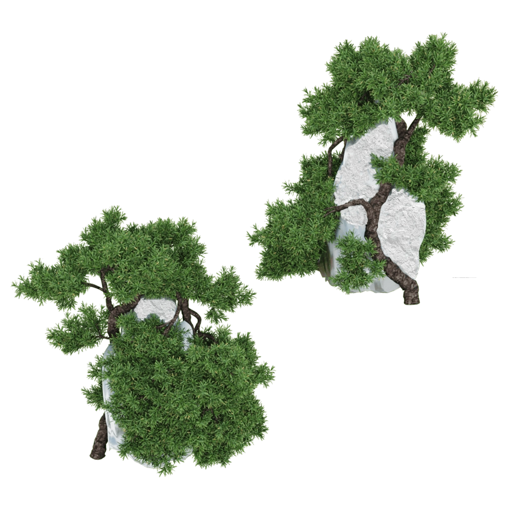 decoration – Juniperus Communis 01 02 3D Model
