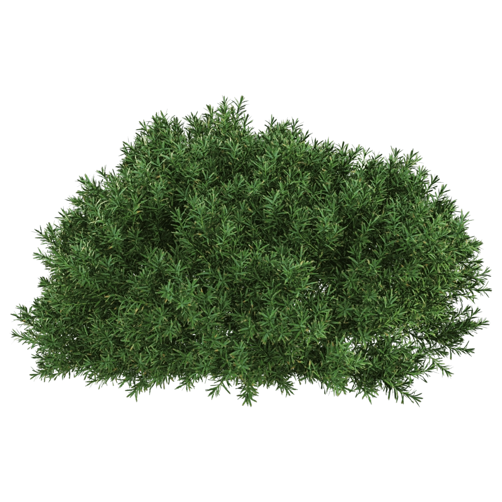 decoration – Juniperus communis 01 03 3D Model
