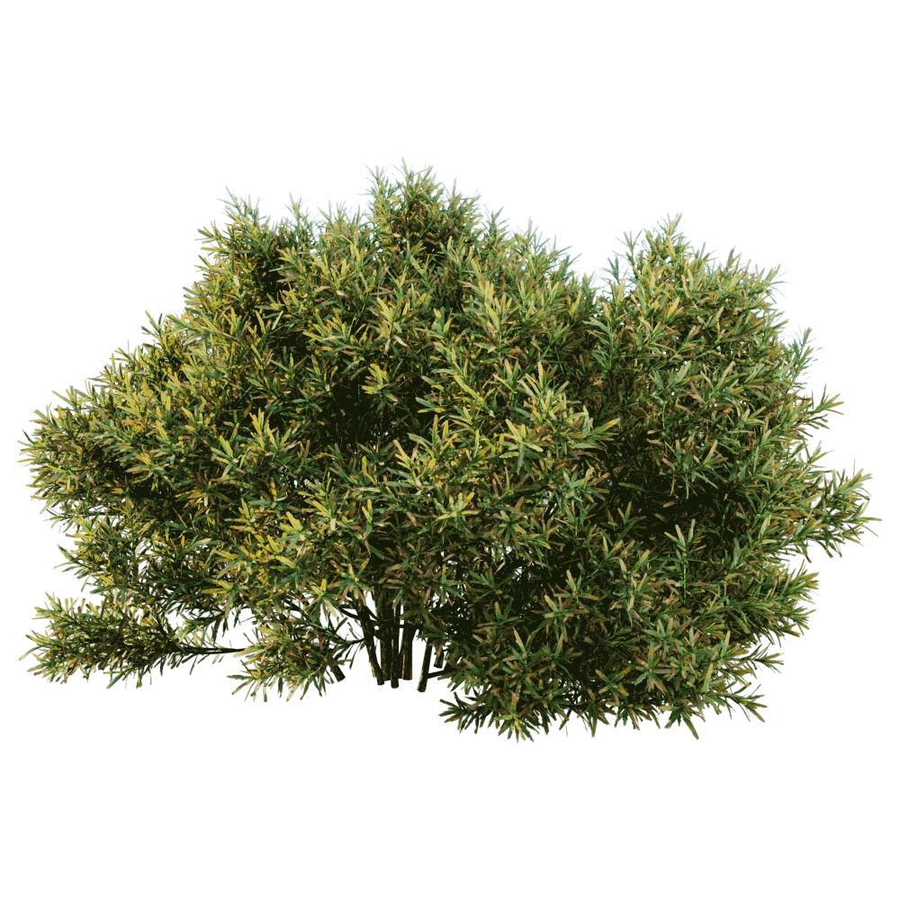 decoration – Juniperus communis 01 04 3D Model