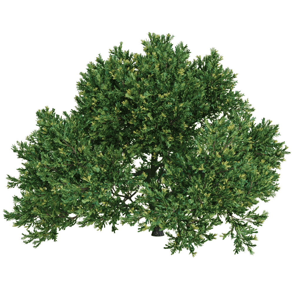 decoration – Juniperus occidentalis Rheingold 01 01 3D Model