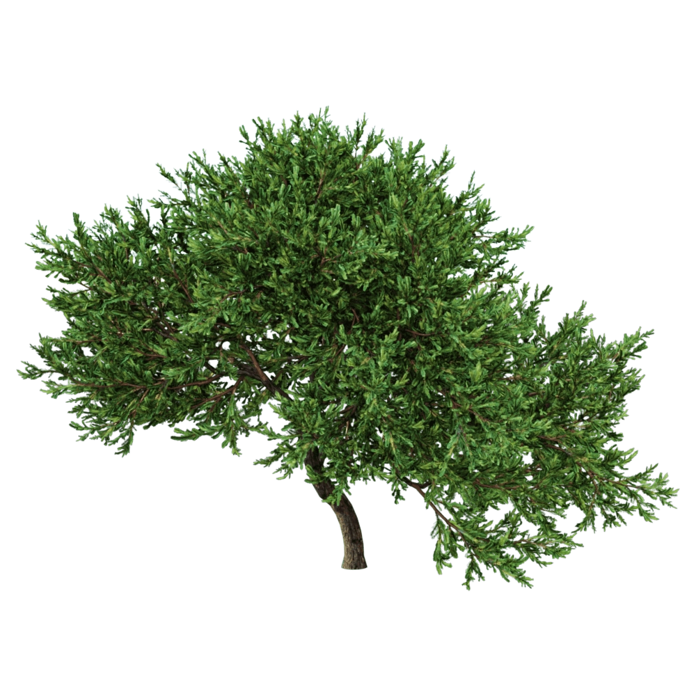 decoration – Juniperus occidentalis Rheingold 01 02 3D Model