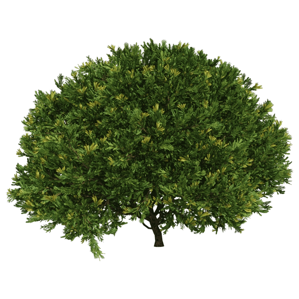 decoration – Juniperus occidentalis Rheingold 01 03 3D Model