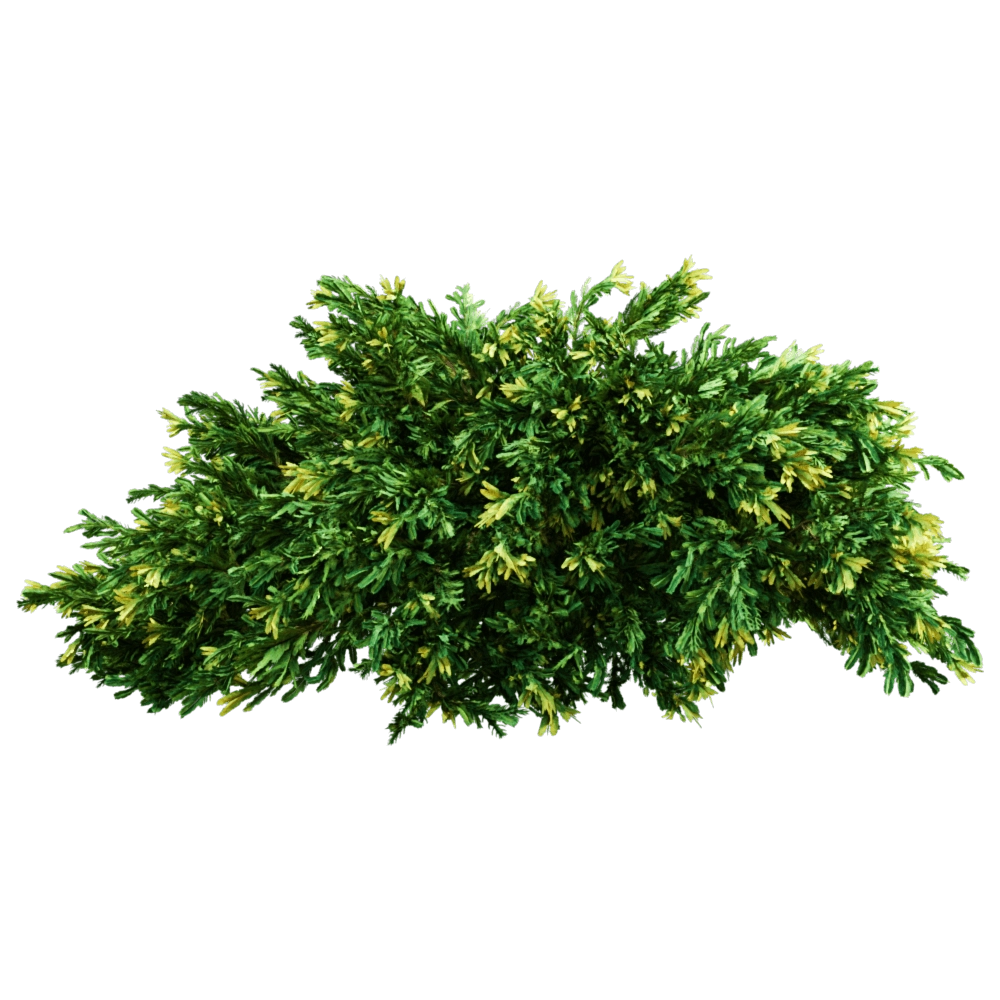 decoration – Juniperus occidentalis Rheingold 01 04 3D Model