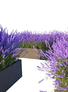 decoration – Lavender in Cubes 04 3D Model decoration – Lavender in Cubes 04 3D Model