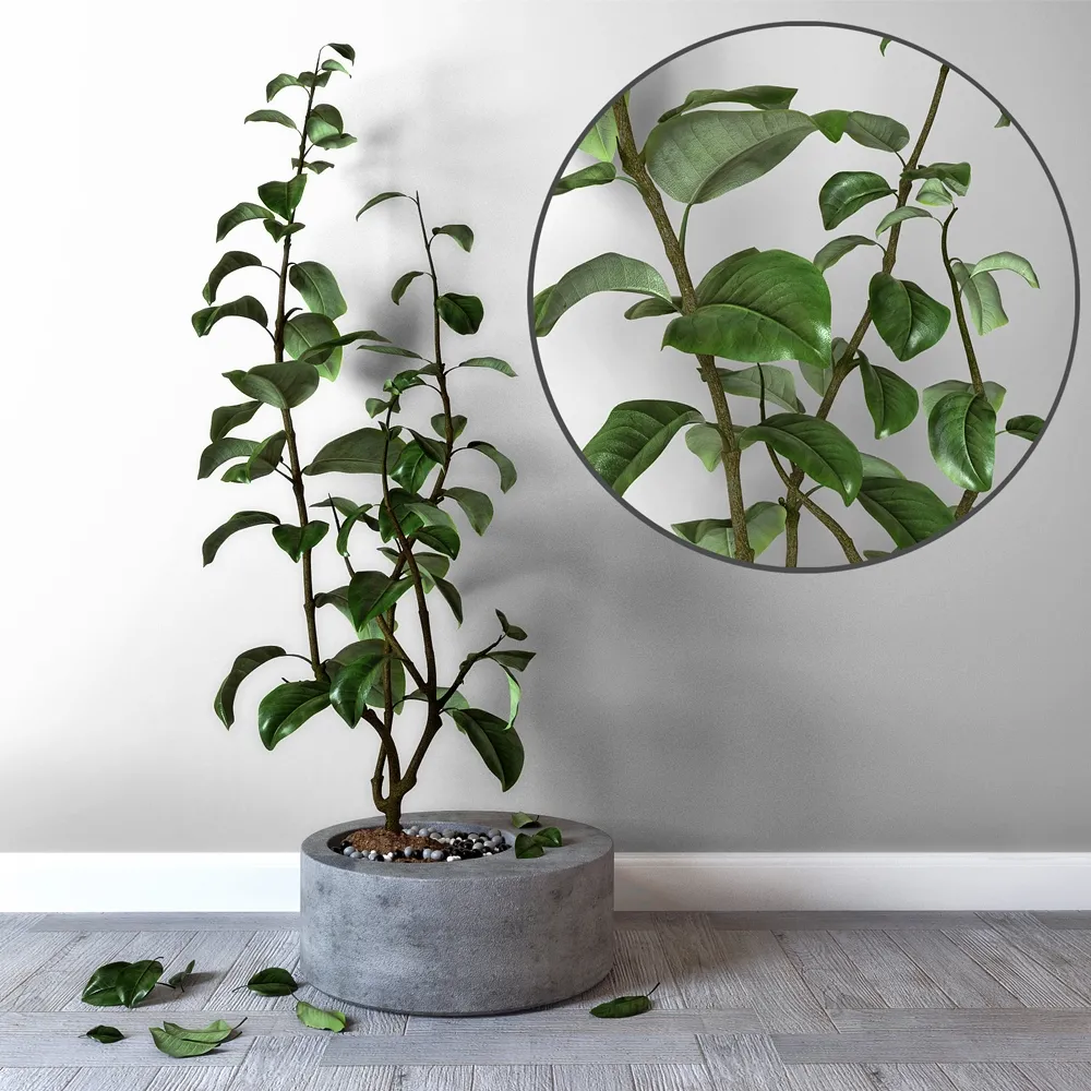 decoration – Lemon in a concrete tub 3D Model decoration – Lemon in a concrete tub 3D Model