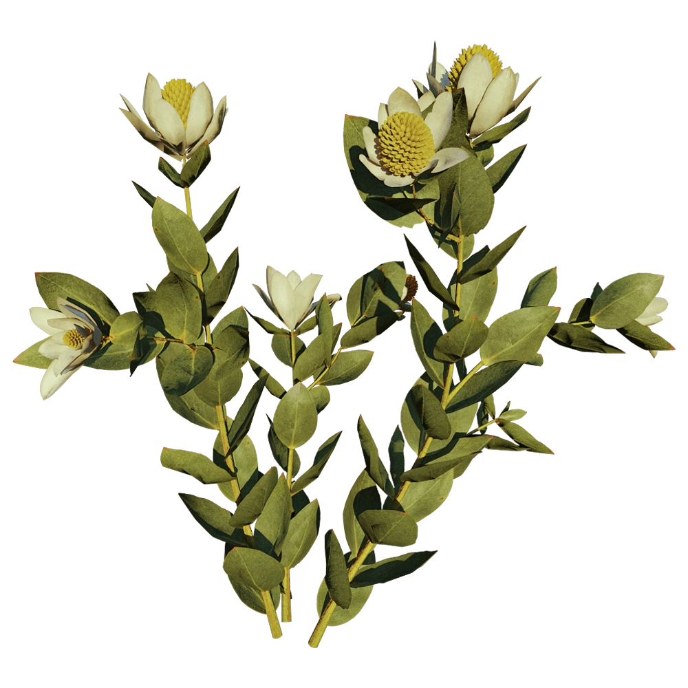 decoration – Leucadendron Discolor 01 01 3D Model