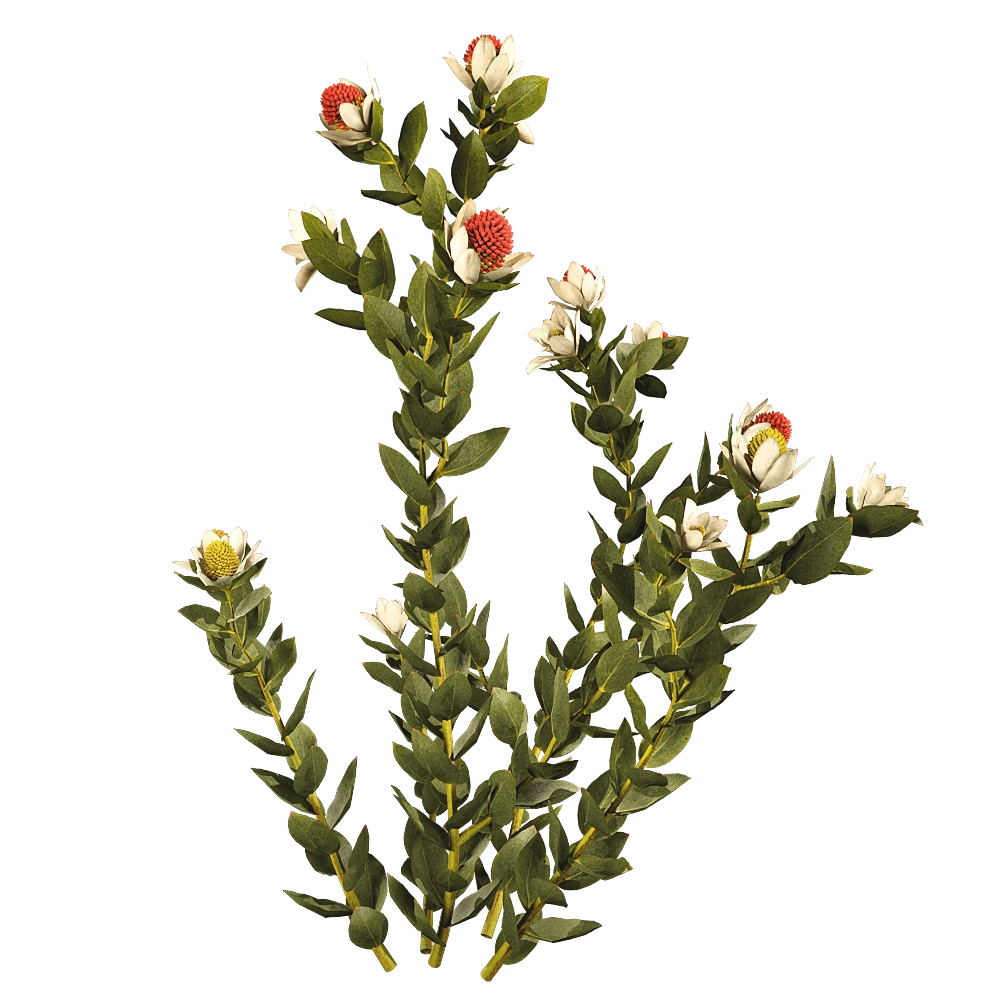 decoration – Leucadendron Discolor 01 02 3D Model