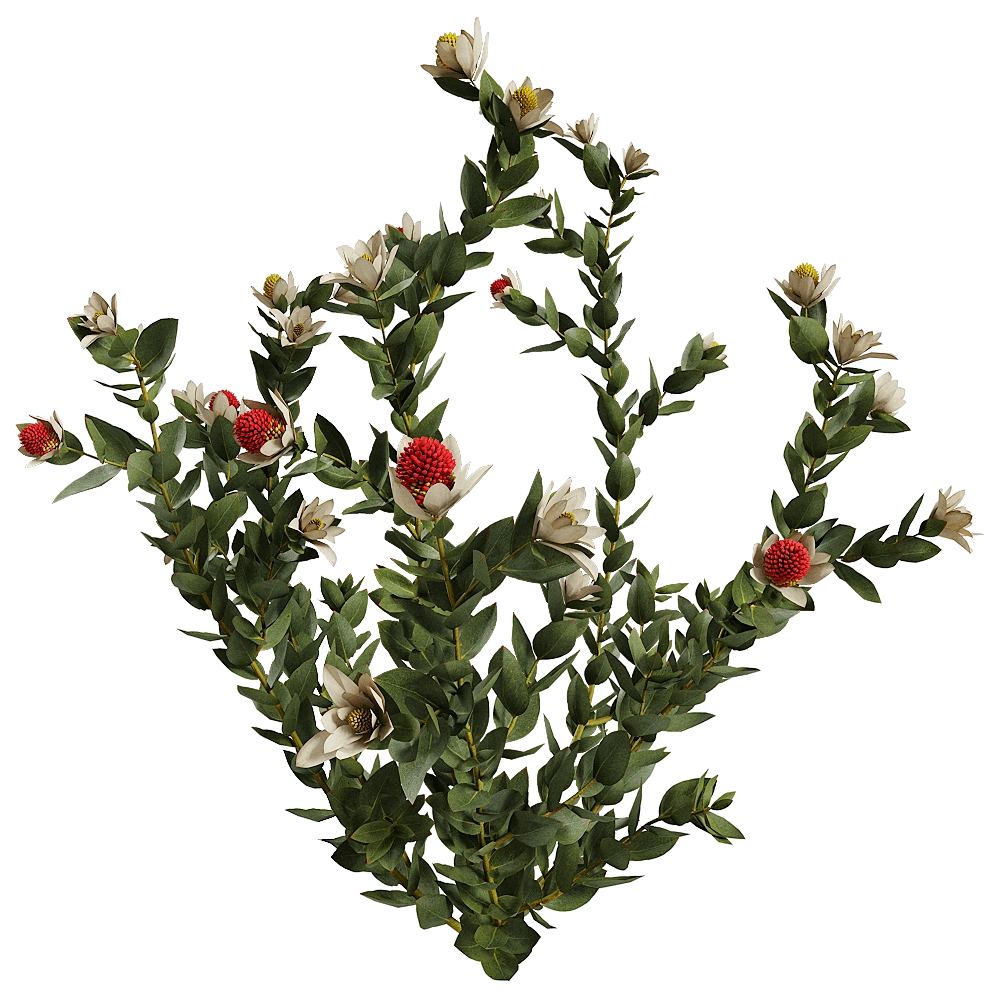 decoration – Leucadendron Discolor 01 03 3D Model