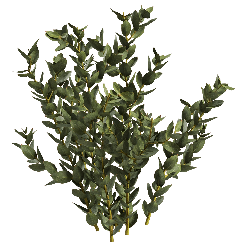 decoration – Leucadendron Discolor 01 04 3D Model